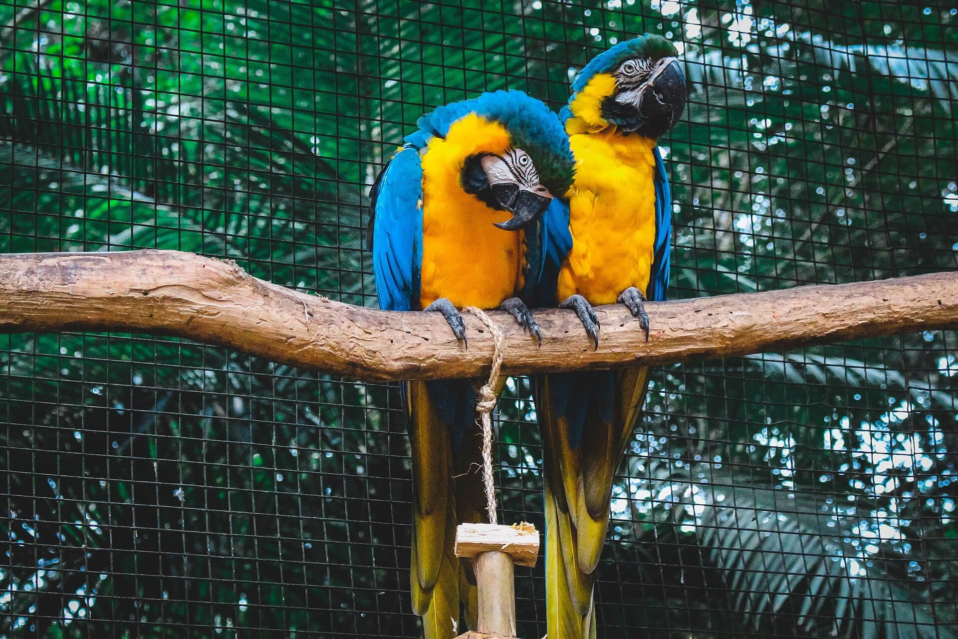 Our Parrots